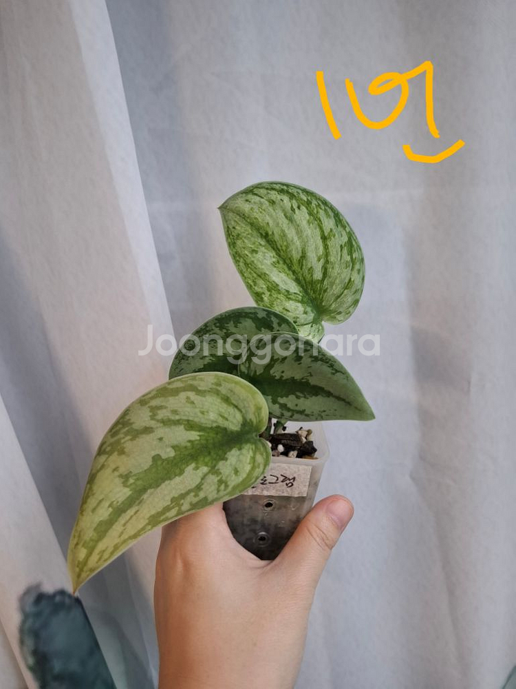 스킨답서스 엑조티카 홀로그램--0