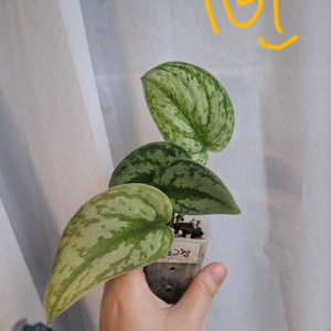 스킨답서스 엑조티카 홀로그램