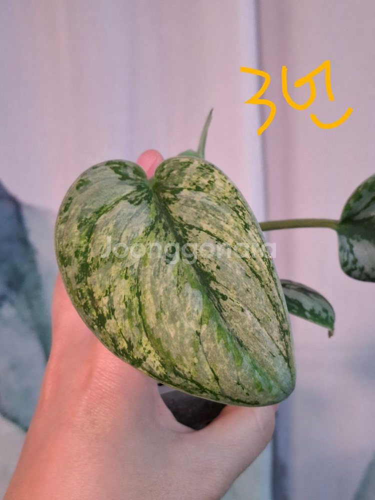 스킨답서스 엑조티카 홀로그램--4