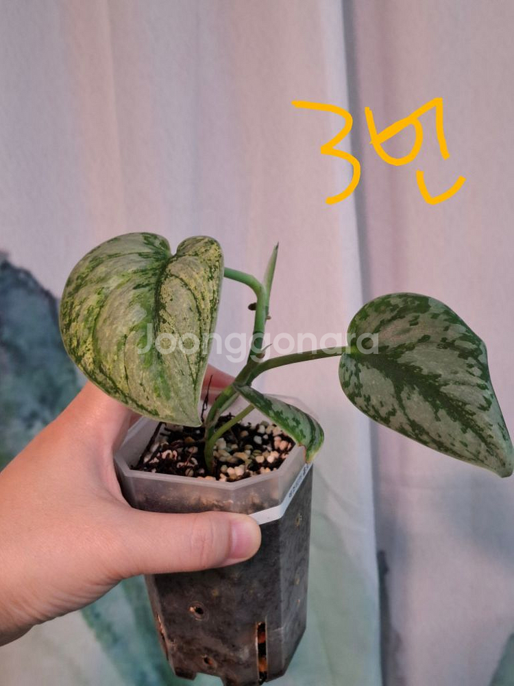 스킨답서스 엑조티카 홀로그램--3