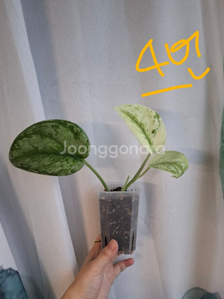 스킨답서스 엑조티카 홀로그램--5