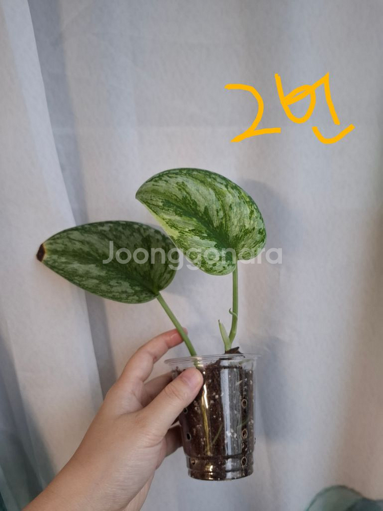 스킨답서스 엑조티카 홀로그램--2