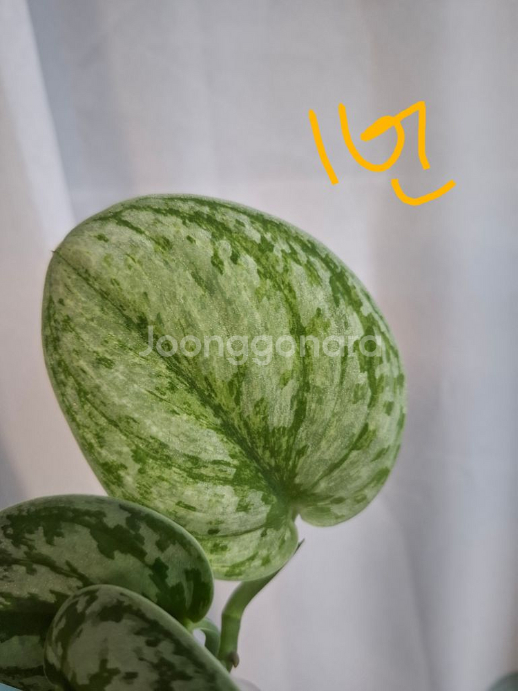 스킨답서스 엑조티카 홀로그램--1