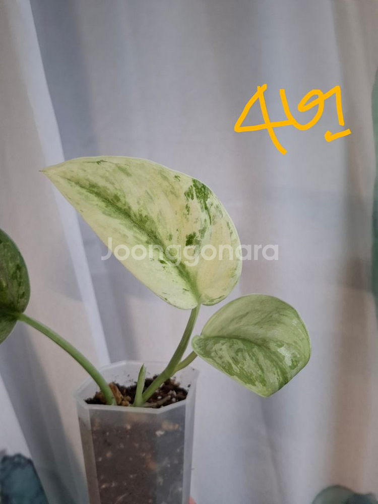 스킨답서스 엑조티카 홀로그램--6