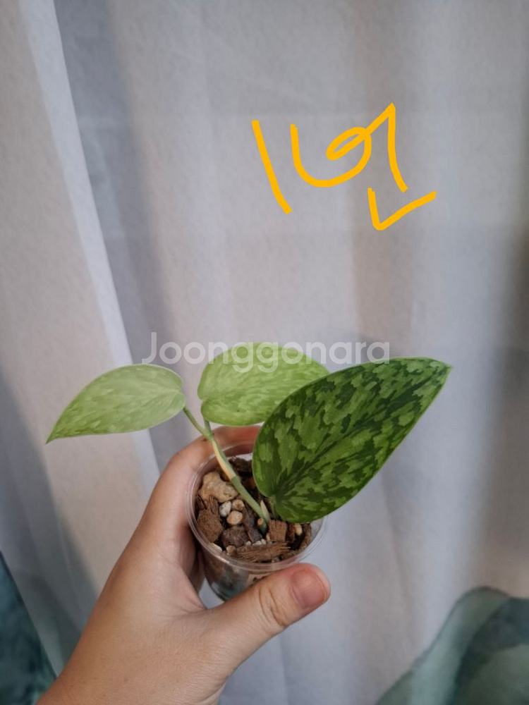 스킨답서스 스타빌로아미 트리컬러 택1--0