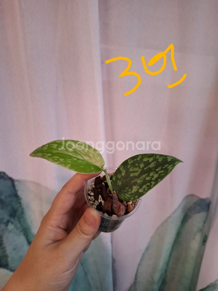 스킨답서스 스타빌로아미 트리컬러 택1--2