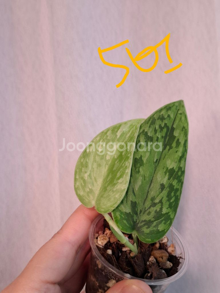 스킨답서스 스타빌로아미 트리컬러 택1--4