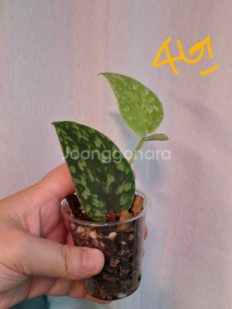 스킨답서스 스타빌로아미 트리컬러 택1--3