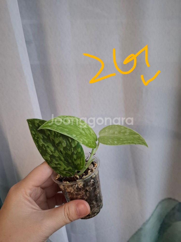 스킨답서스 스타빌로아미 트리컬러 택1--1