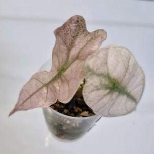 알로카시아 스테인글라스 풀민트핑크