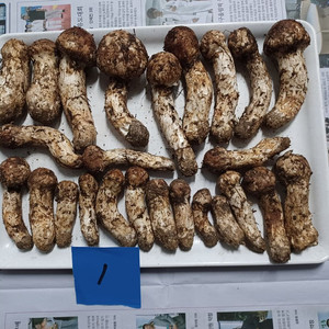 국내산 송이버섯 (1kg 25만원)