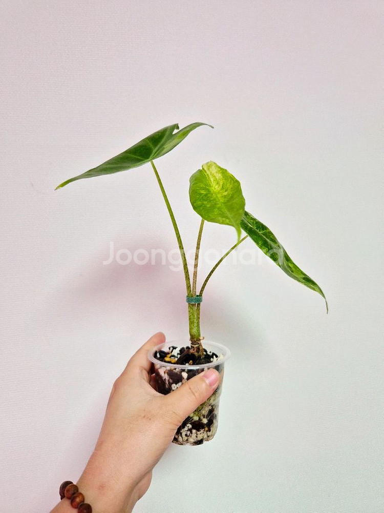 알로카시아 옐로우 롱기로바 바리에가타(벌브번식)--3