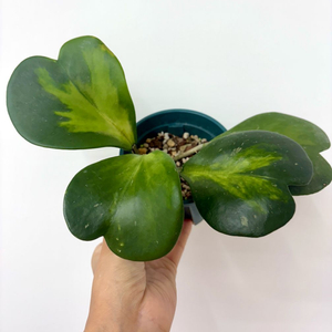 호야 케리 바리에가타