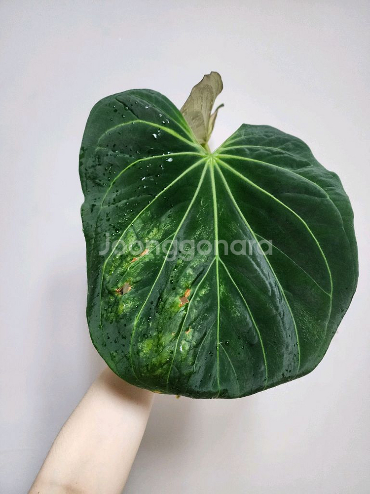 안스리움 킹오스 파필 하이브리드 탑--1
