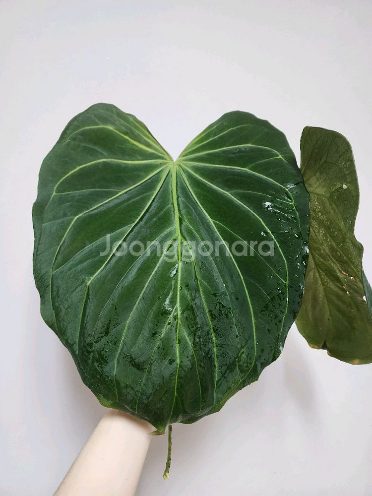 안스리움 킹오스 파필 하이브리드 탑--0