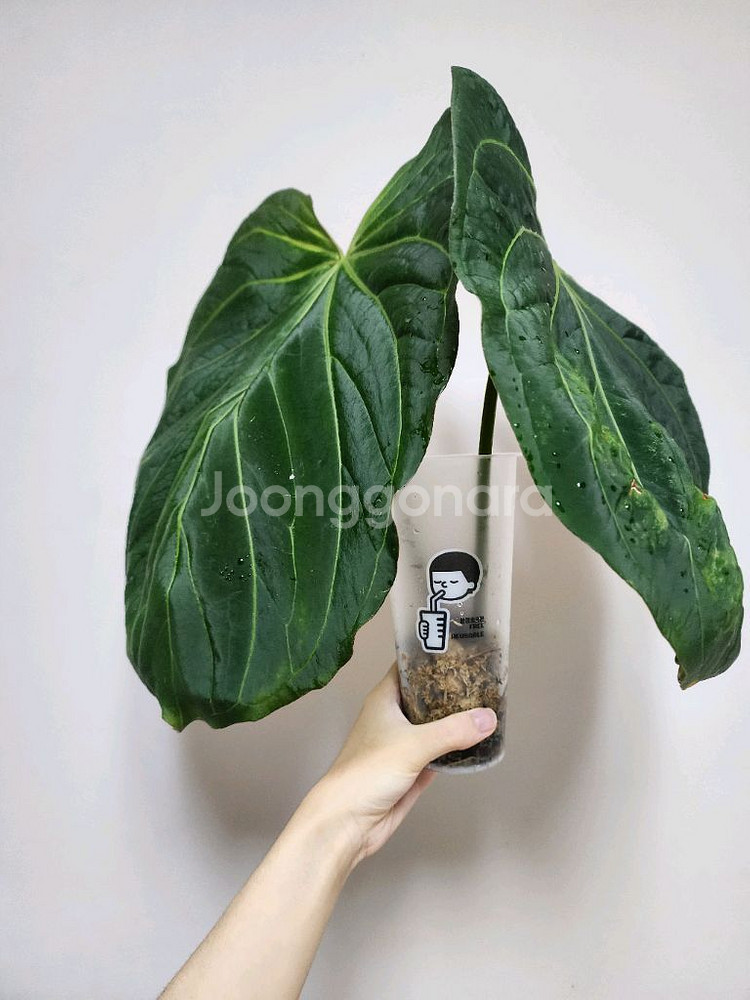 안스리움 킹오스 파필 하이브리드 탑--3