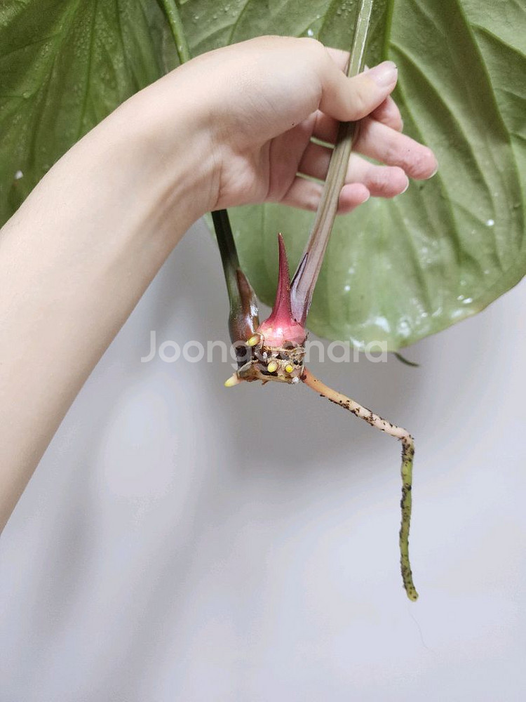 안스리움 킹오스 파필 하이브리드 탑--2