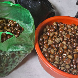 [용인]맛있는산밤 3kg 1만5천원에 팔아요