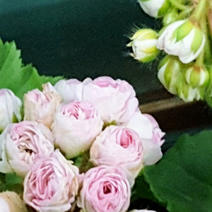 여름의숨결 ㅡ 제라늄