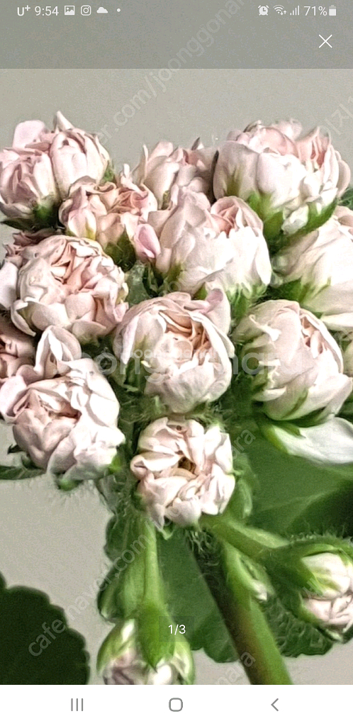 봄볕 ㅡ 제라늄--0