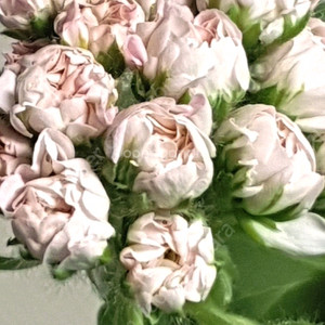 봄볕 ㅡ 제라늄