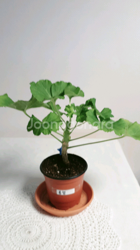 봄볕 ㅡ 제라늄--2