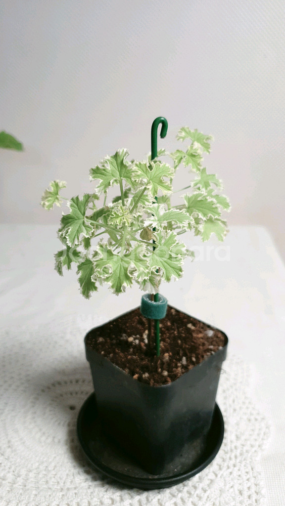 골웨이스타 ㅡ 센티드제라늄--0