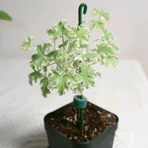 골웨이스타 ㅡ 센티드제라늄