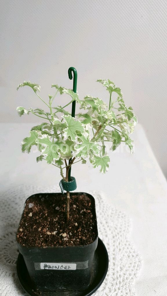 골웨이스타 ㅡ 센티드제라늄--1