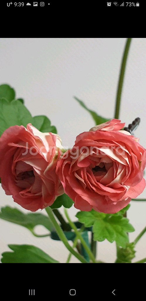 ess 게이샤 심프랄린 ㅡ 제라늄 2종--0