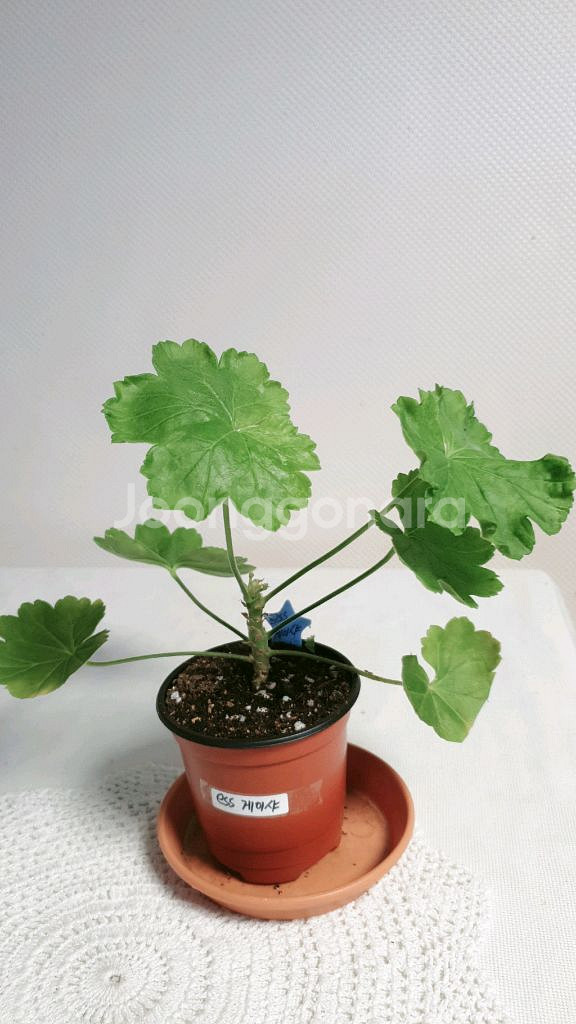 ess 게이샤 심프랄린 ㅡ 제라늄 2종--1