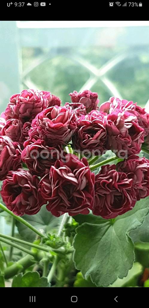 ess 게이샤 심프랄린 ㅡ 제라늄 2종--2