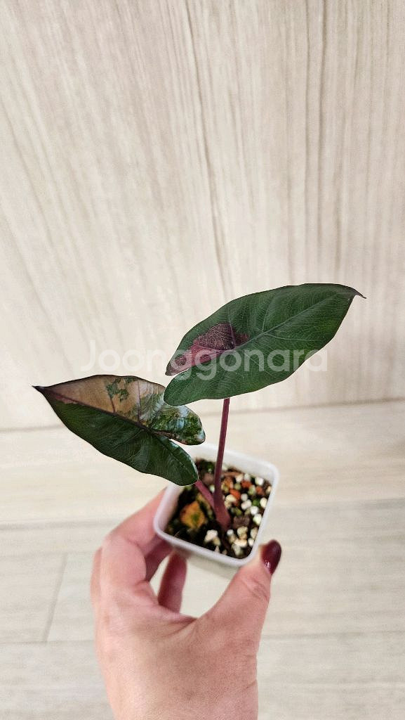 알로카시아 플럼배 핑크바리에가타--0