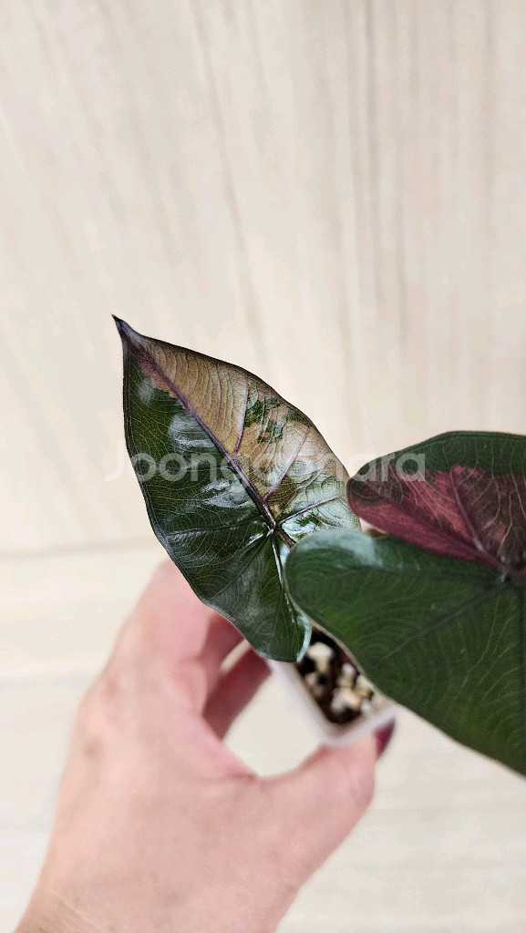 알로카시아 플럼배 핑크바리에가타--1