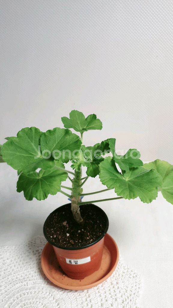 봄볕 ㅡ 제라늄--1