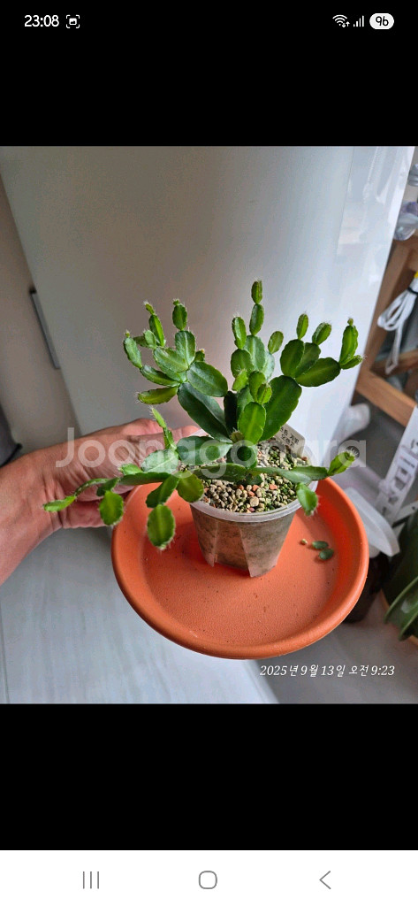 식물 원종게발선인장 2종--1