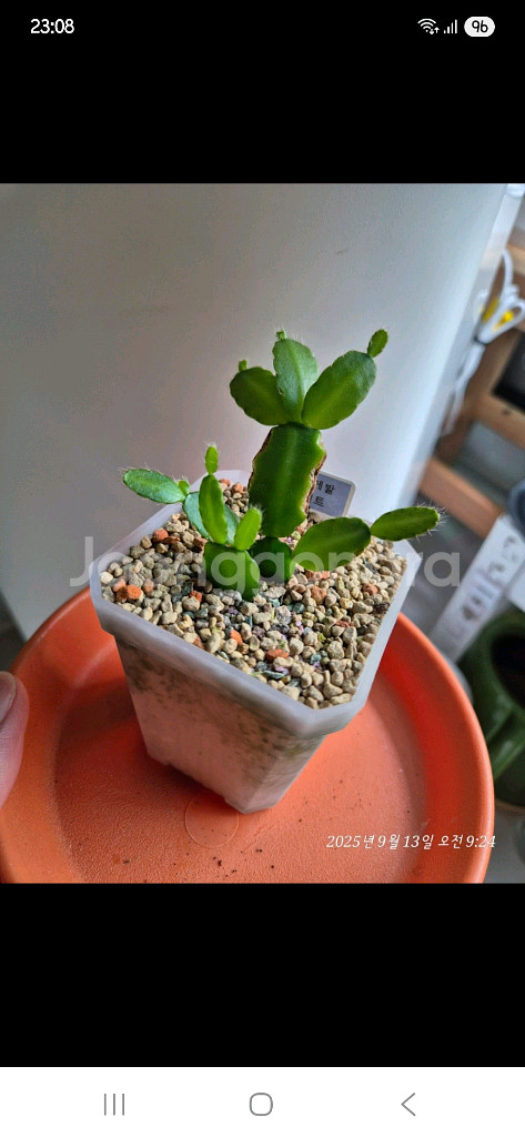 식물 원종게발선인장 2종--0