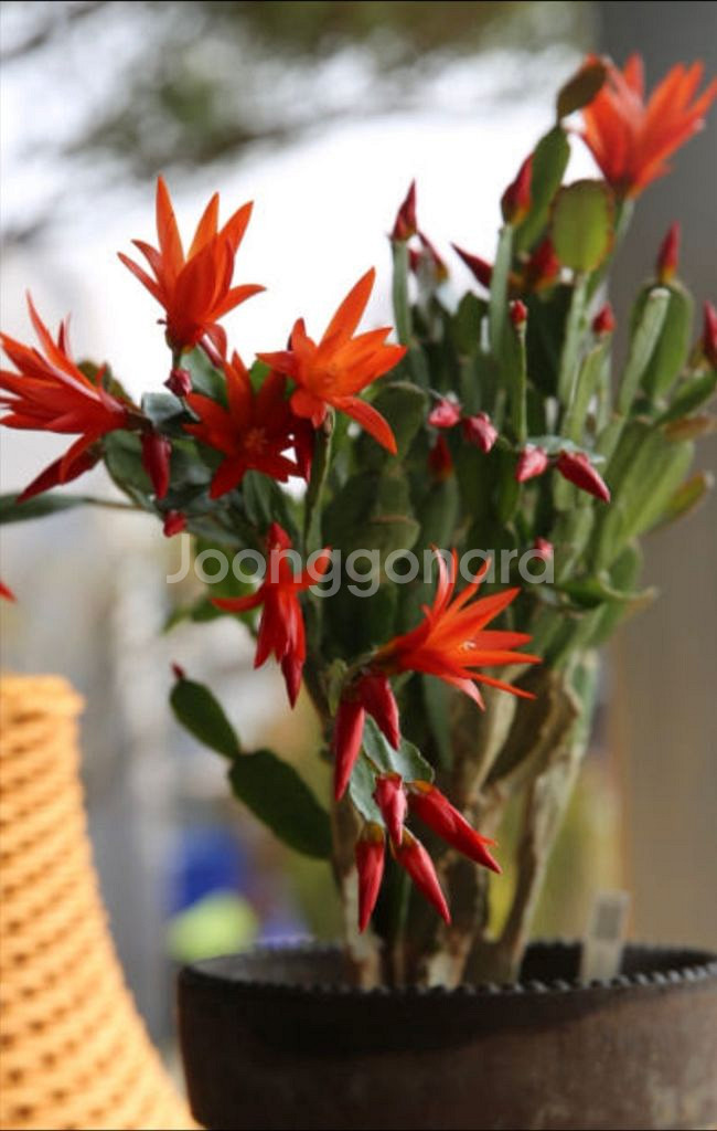 식물 원종게발선인장 2종--2