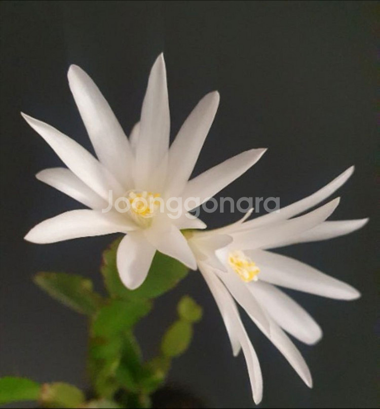 식물 원종게발선인장 2종--3