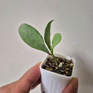 식물 호야 말리실버