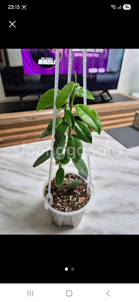 식물 호야 코로나리아--0