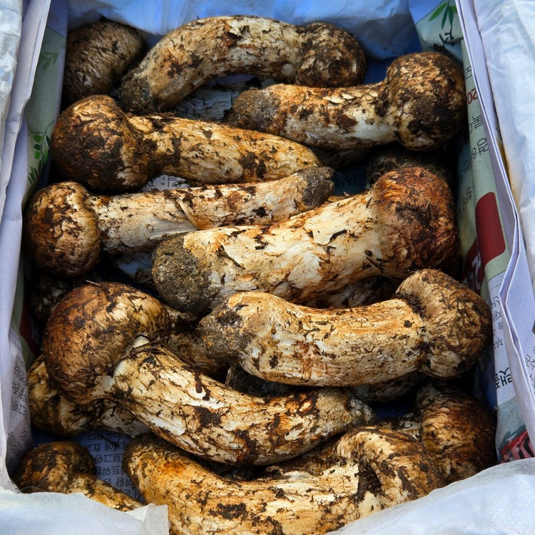 지리산 송이버섯 채취판매합니다 이미지