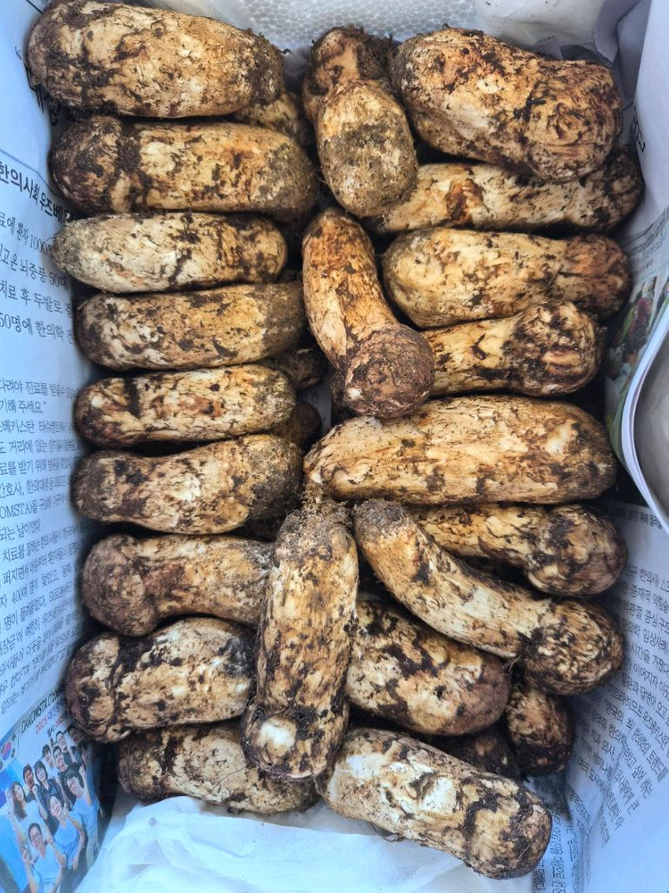 지리산 송이버섯 채취판매합니다 이미지