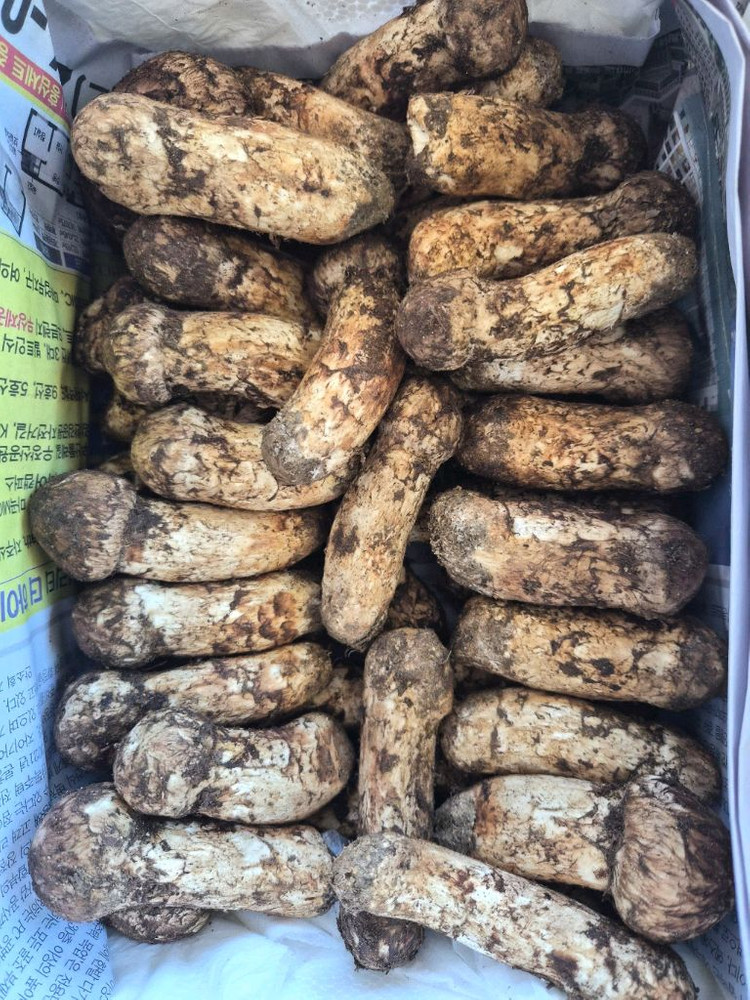 지리산 송이버섯 채취판매합니다 이미지