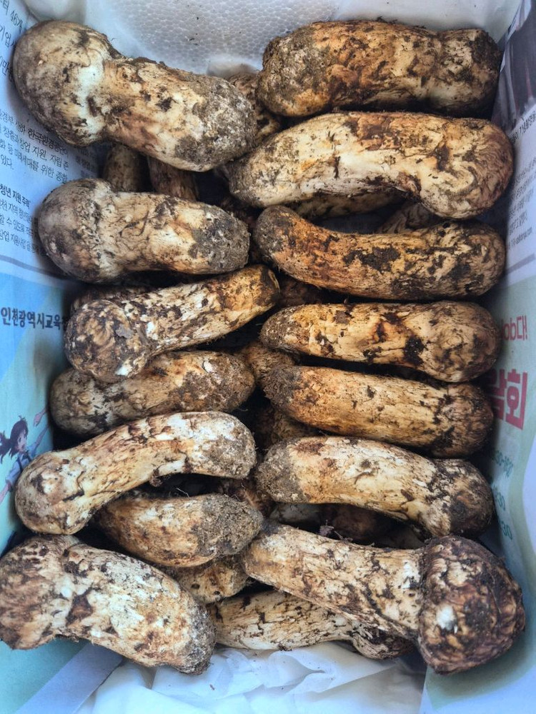 지리산 송이버섯 채취판매합니다 이미지