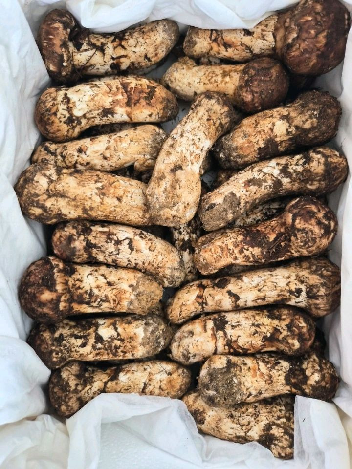 지리산 송이버섯 채취판매합니다 이미지