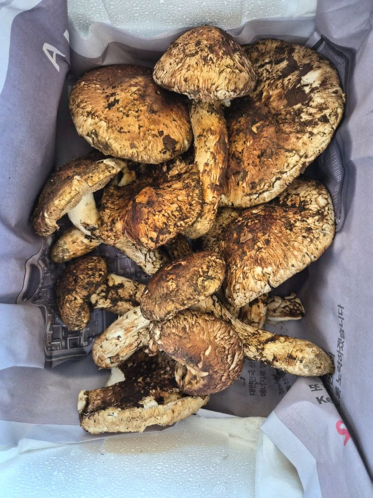 지리산 송이버섯 채취판매합니다 이미지