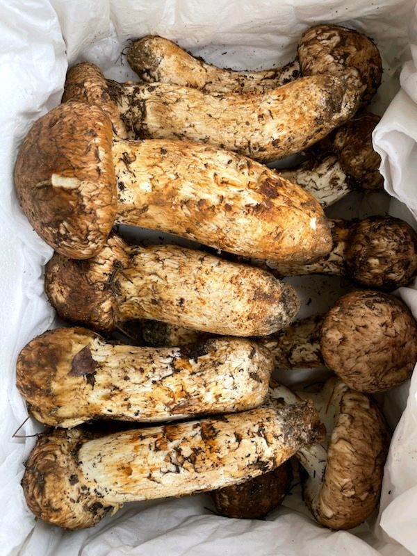 지리산 송이버섯 채취판매합니다 이미지