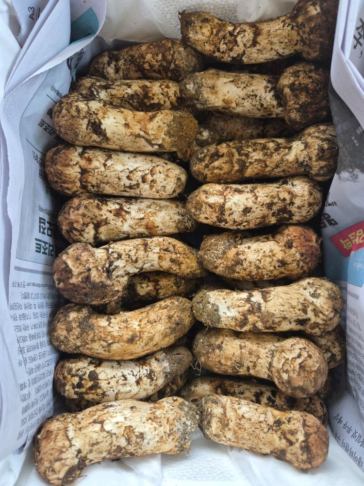 지리산 송이버섯 채취판매합니다 이미지