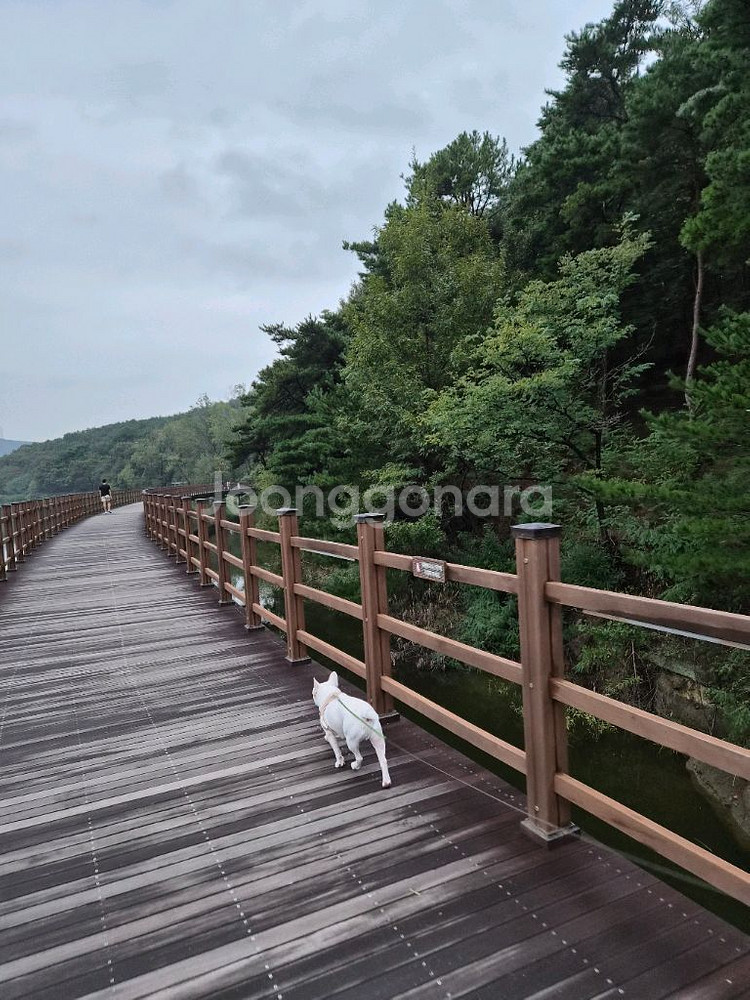 티르티르 멀티팩 5박스 판매--0